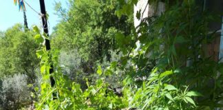 Συνελήφθη ημεδαπός σε χωριό των Καλαβρύτων για καλλιέργεια ναρκωτικών xasis-kleitoria