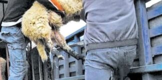 Πάτρα: Εξάρθρωση Κυκλώματος Ζωοκλοπής με Επικεφαλής Κρεοπώλη – Ανατριχιαστικές Λεπτομέρειες
