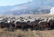 Ευλογιά αιγοπροβάτων: Έξι κρούσματα στην Πελοπόννησο – 711 ζώα θανατώθηκαν