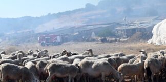 Ευλογιά αιγοπροβάτων: Έξι κρούσματα στην Πελοπόννησο – 711 ζώα θανατώθηκαν