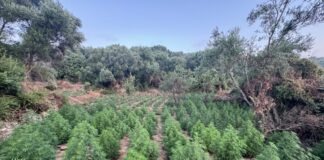 «Χρυσωρυχείο» κάνναβης στην Αρκαδία – 1.500 δενδρύλλια και κέρδη 3 εκατ. ευρώ