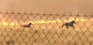 Συγκλονιστικές εικόνες από τη φωτιά στα Μέγαρα: Άλογα τρέχουν να ξεφύγουν από τις φλόγες στο Κανδήλι