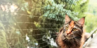 Γιατί η γάτα σας αποφεύγει την αμμολεκάνη – 6 λάθη που κάνουμε και πώς να τα διορθώσουμε