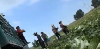 Το νέο διατροφικό σκάνδαλο της Κίνας – «Φορμαλδεΰδη στα λαχανικά» για να μένουν φρέσκα