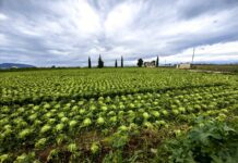 Νέα πληρωμή 14,6 εκατ. ευρώ σε 34.200 αγρότες για τα λιπάσματα — τι αλλάζει στην τρίτη φάση και ποιοι δεν πρόλαβαν