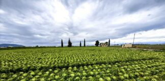 Νέα πληρωμή 14,6 εκατ. ευρώ σε 34.200 αγρότες για τα λιπάσματα — τι αλλάζει στην τρίτη φάση και ποιοι δεν πρόλαβαν