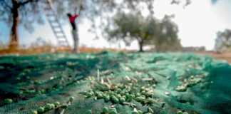 Ελαιόλαδο: Η ισπανική υπερπροσφορά ρίχνει τις τιμές στα τάρταρα – Οι Έλληνες παραγωγοί δεν κατεβάζουν τα δίχτυα