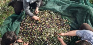 Ακρίβεια στα χωράφια: Το 73% των εκμεταλλεύσεων κάτω από 50 στρέμματα, οι τιμές παραγωγού στα 3,80 ευρώ και οι φοροαπαλλαγές που πάνε στους μεγάλους